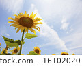 向日葵花 16102020