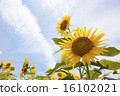 向日葵花 16102021