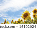 向日葵花 16102024