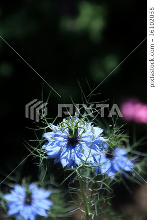 Small blue cute flower 16102038