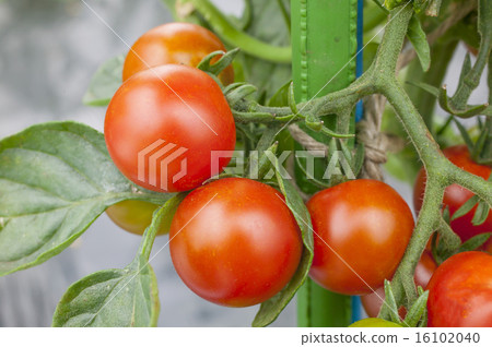 Ripe tomatoes 16102040