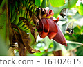 Banana flowers and butterflies 16102615