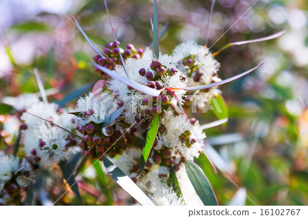 soap mallee leaves with flowers 16102767