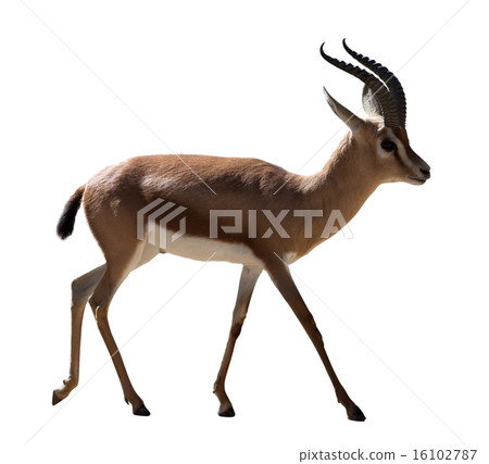 full length of Dorcas gazelle on white background 16102787