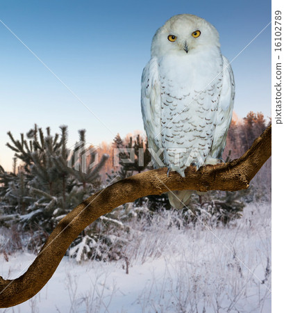 snowy owl at wildness 16102789