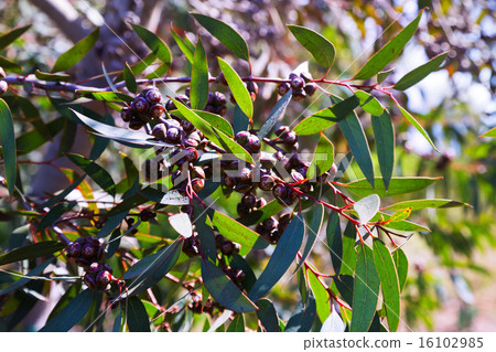 Closeup of soap mallee leaves 16102985