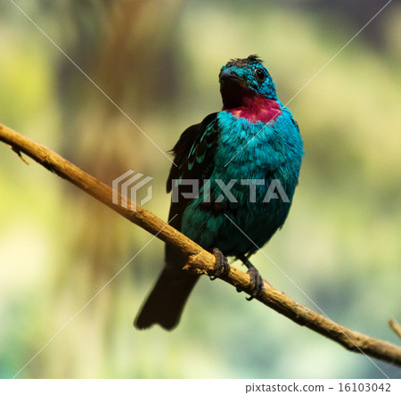 Male spangled cotinga Male spangled cotinga 16103042