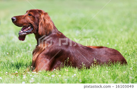 Setter sitting on grass Setter sitting on grass 16103049
