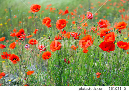 red poppies 16103140
