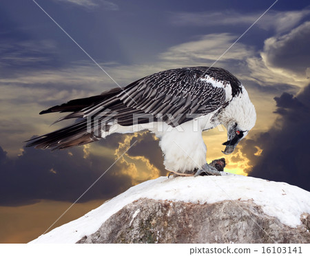 Griffon vulture against sky 16103141