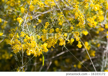 Closeup of blooming Silver Cassia 16103172