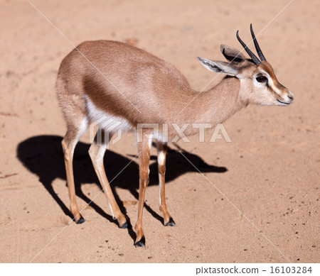 dorcas gazelle on sand 16103284