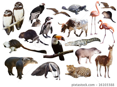 Set of South American animals over white Set of South American animals over white 16103388