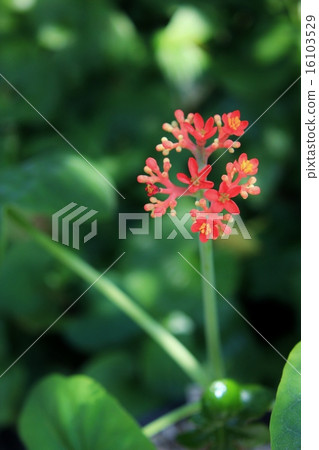 Pretty coral oil Tung flowers Pretty coral oil Tung flowers 16103529