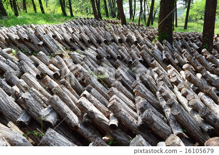 蘑菇栽培景觀(香菇) 蘑菇栽培景觀(香菇) 16105679