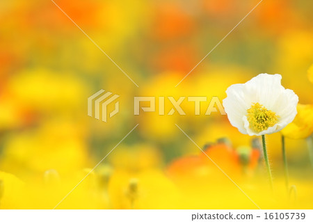Poppy 16105739
