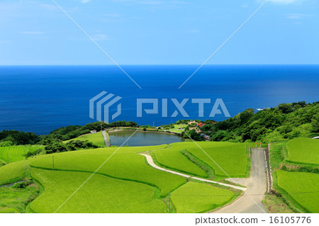 Okutani的水稻梯田 Okutani的水稻梯田 16105776