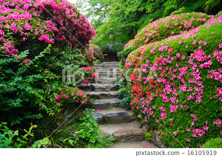 京都資生堂日本庭園 16105919