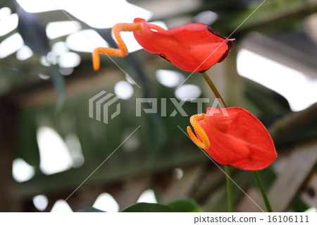 Anthurium bract Anthurium bract 16106111