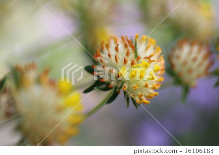 Flower of Antillis · Brunellaria 16106183