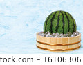 Cold watermelon 16106306