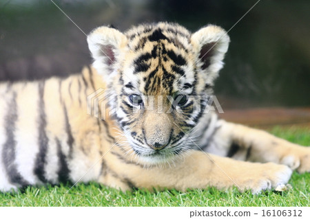 老虎的寶貝 老虎的寶貝 16106312