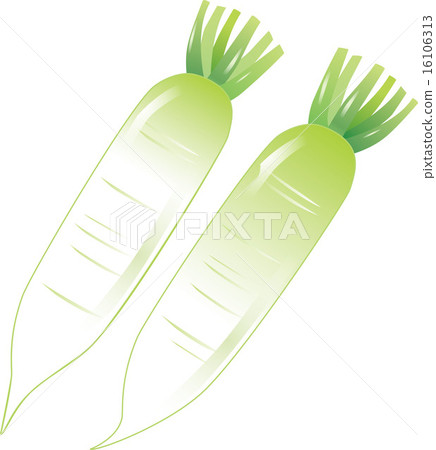Japanese radish 16106313