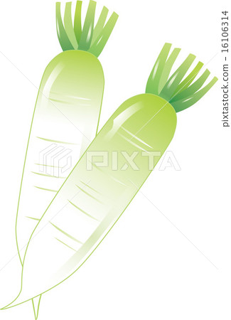 日本蘿蔔 16106314