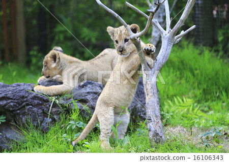 Lion's baby Lion's baby 16106343