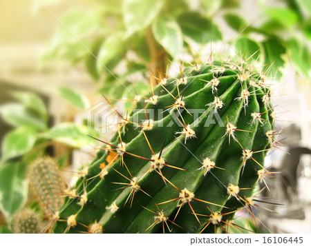 Green cactus (Peruvian Torch cactus) Green cactus (Peruvian Torch cactus) 16106445