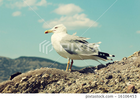 one seagull one seagull 16106453