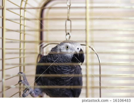 African gray parrot (Psittacus erithacus) African gray parrot (Psittacus erithacus) 16106483