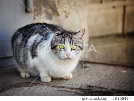 Homeless cat without ear Homeless cat without ear 16106484
