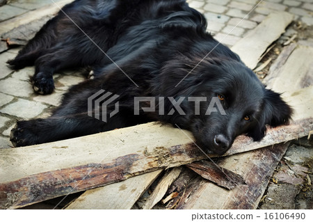 Lonely black dog waiting someone on outdoors 16106490