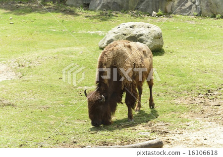 哦野牛 哦野牛 16106618