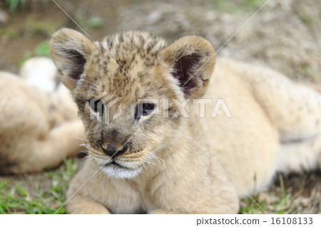 Lion's baby Lion's baby 16108133