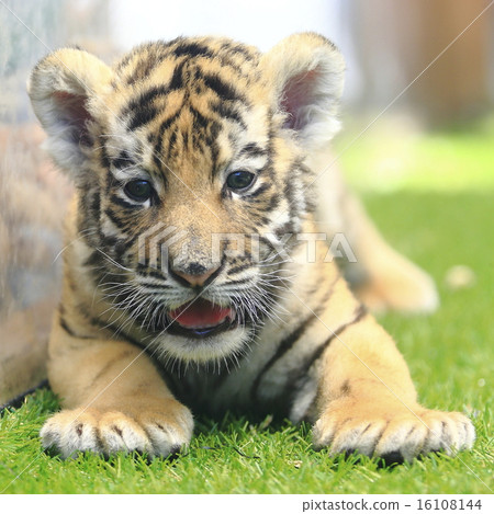 Baby Tiger Images – Browse 1,406 Stock Photos, Vectors, and Video