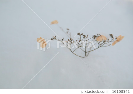 Withered Flowers 16108541