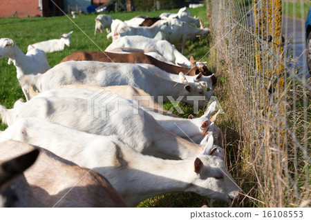 goat in the field goat in the field 16108553