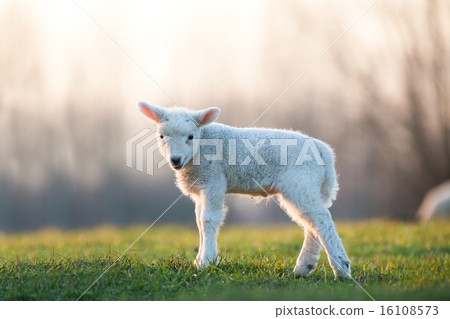 young lamb 16108573