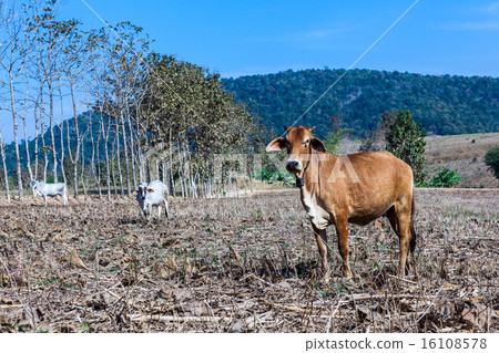 Landscape Landscape 16108578