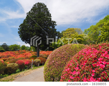 Azalea of Tsurumine park 16108935
