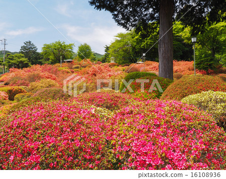 Tsurumine公園的杜鵑花 16108936