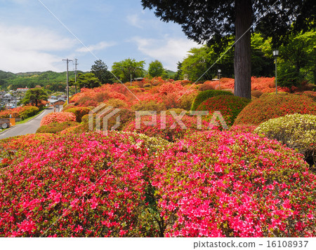 Tsurumine公園的杜鵑花 16108937