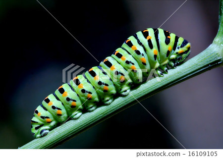 caterpillar  on green branch 16109105