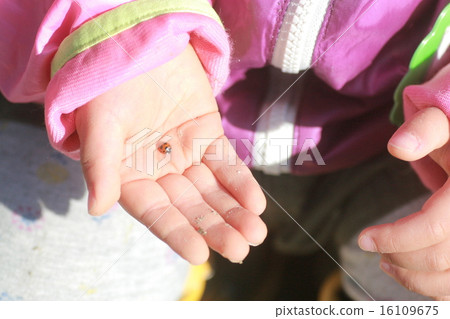 我把瓢蟲放在我的手掌上 我把瓢蟲放在我的手掌上 16109675