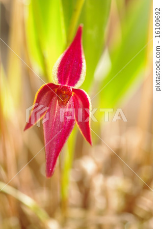 Pleurottalis Areny Pleurottalis Areny 16109692