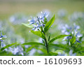 Choujisou 16109693
