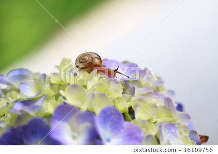 繡球花460 16109756