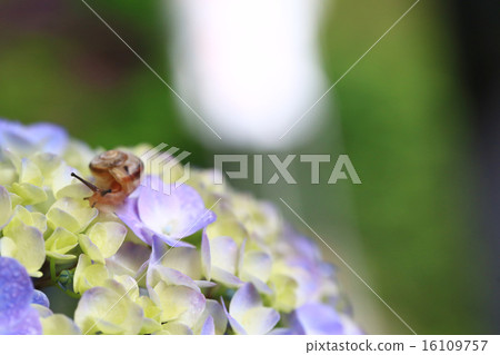 Hydrangea 466 Hydrangea 466 16109757